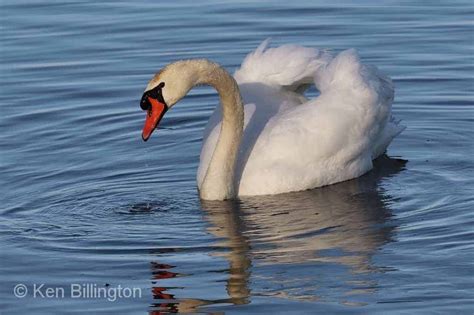 mute swan cygnus olor focusing on wildlife