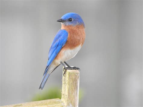 Local Audubon Society Learns About Bluebirds The Ponte Vedra Recorder