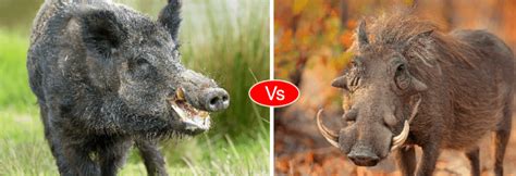 Pig Vs Boar Vs Warthog Difference And Comparison Who Will Win