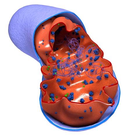 Mitochondrium Offen 3d Modell 20 C4d Free3d