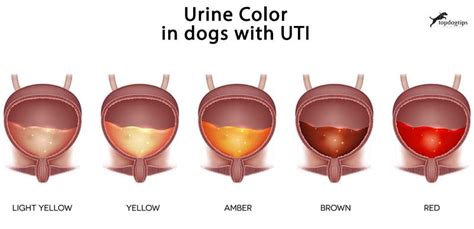 Can Dogs Get Uti From Holding Pee