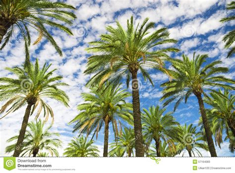 Blue Sky Palm Trees In Tropical Summer Stock Image Image