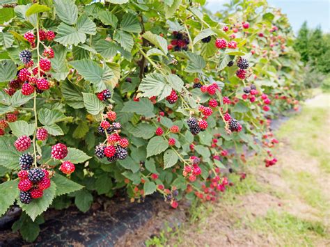 Growing Blackberries in Open Land, in Containers, or in Raised Beds ...