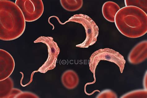 Digital Illustration Of Trypanosome Protozoan Parasites In Blood