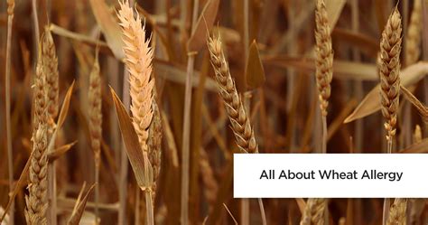 Wheat Allergy Symptoms Causes And Treatment Askapollo