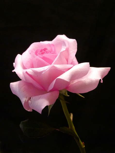 Hd Wallpaper Pink Rose Against Black Background Pictures Of Flowers
