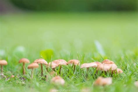 How To Get Rid Of Mushrooms In Yard For Good 3 Effective Mushroom