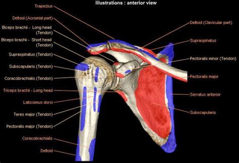 Shoulder Mri Radiographical And Illustrated Anatomical Atlas In 2022