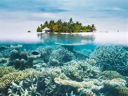 Snorkeling Island Beaches Maldives Swimming Coral Beach