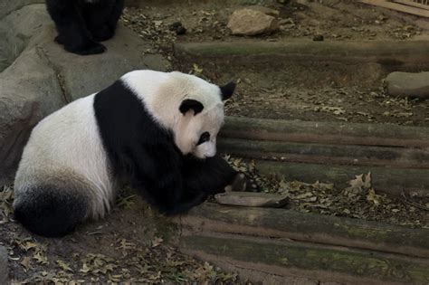 Panda Update Monday October 24 Zoo Atlanta