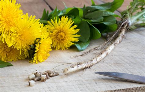 Up until the 1800's, dandelions were seen as extremely beneficial. Dandelion Root Vs. Leaf: SPICEography Showdown | SPICEography