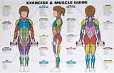 Muscle Loss Exercise