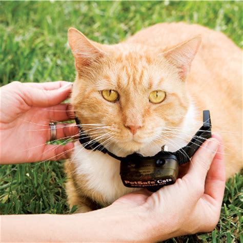 I'd have to definitely recommend against getting a shock collar for your cat. Training Your Cat to Use a Containment System | PetSafe ...