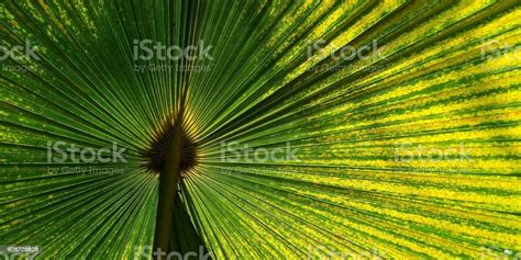 Green Fan Palm Leaf For Background Texture Stock Photo Download Image