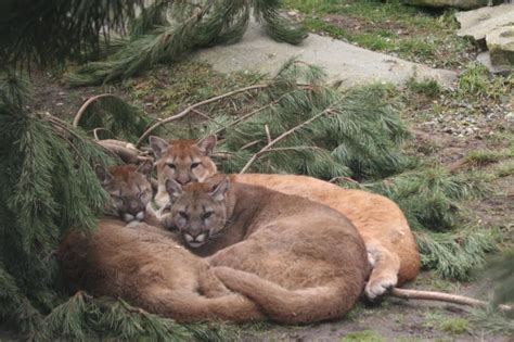 Zoological Society Of Washington Aka Cougar Mountain Zoo