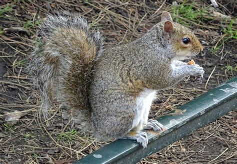 Squirrel Eating Nuts Free Stock Photo Public Domain Pictures