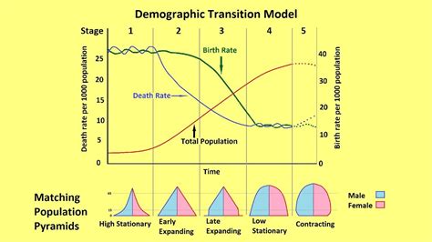 Demographic Transition Model Stages