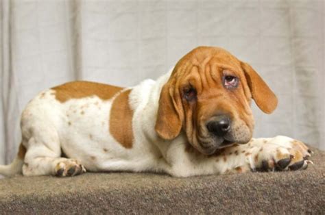 10 Heart Melting Basset Hound Mix Breeds To Aww Over