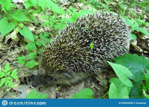 Hedgehog In The Forest Stock Photo Image Of Nature 269029360