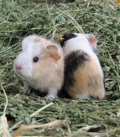1000 Images About Guinea Pigs Cavia On Pinterest