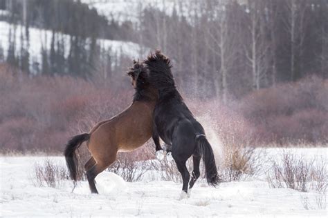 nature canada   year   albertas wild horses