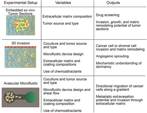 Includes animal experiments cell culture studies and biochemical analyses. Frontiers | In Vitro Tumor Models: Advantages ...