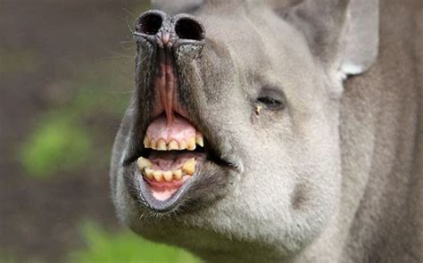 50 Hilariously Unphotogenic Animals That You Will Feel Guilty For Laughing