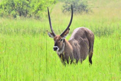 African Deer Species Pic Stock Photos Pictures And Royalty
