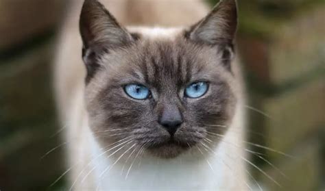 Lynx Point Siamese 15 Reasons Why Lynx Point Cats Are So Popular
