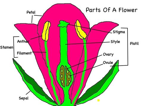 Female Parts Of A Flower Diagram Diagram Of Hibiscus Flower