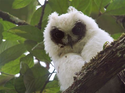 The Madagascar Long Eared Owl Owl Rare Animals Long Eared Owl