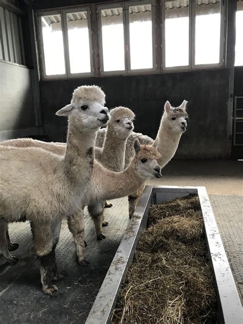 Alpacafarm In De Puthof Over Ons Alpacafarm In De Puthof