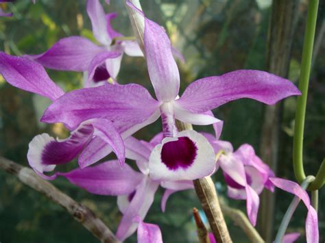 HOA PHONG LAN VIỆT VIETNAM ORCHIDS Dendrobium hym lit