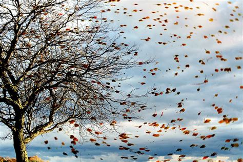 Wind tre è una società operante nel settore delle telefonia nata dalla fusione tra wind e 3 italia. Gust of wind blowing leaves off a tree in autumn ...