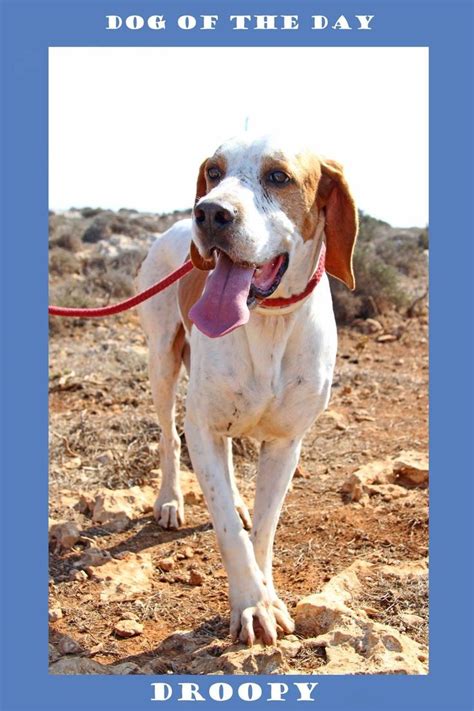 Safe housing for pets tlcc. Super dog for adoption at Noah's Ark | Animals | Pinterest