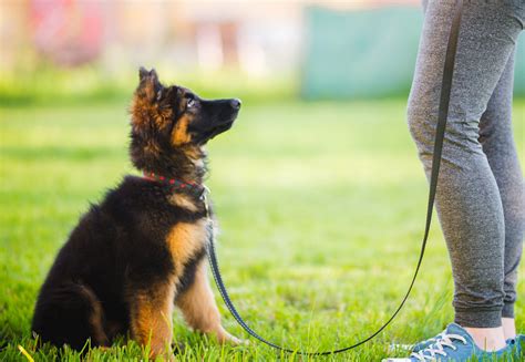 Obedience Training Sutherland Shire Dog Training Club