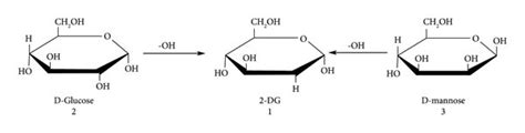 Preparation Of 2 Dg From D Glucose And D Mannose Download Scientific