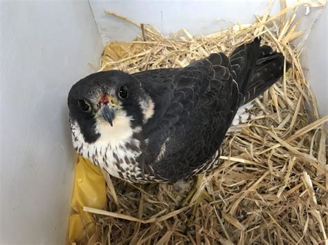 Rspca And North Wales Police Launch Appeal After Suspected Falcon Shooting