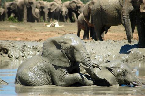 Elephants In Watering Hole Stock Photo Image Of Loxodonta 1216594