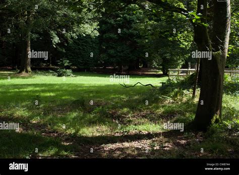 Verdant Woodland Scene Hi Res Stock Photography And Images Alamy