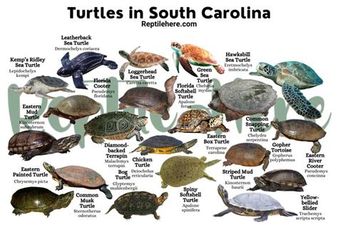 The 5 Types Of Sea Turtles Found In South Carolina Nature Blog Network