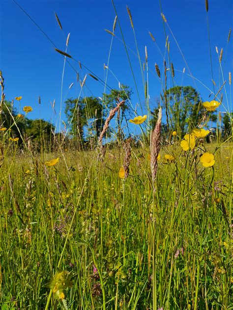 The Importance Of Species Rich Meadows And Grasslands Even Mini Ones