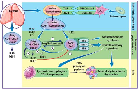 Pathogenesis Of Type 1 Diabetes The Figure Shows The General Events