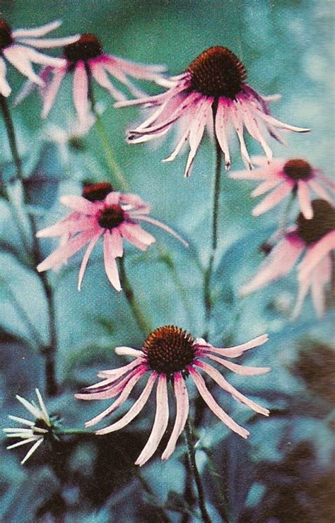 Send these as get well flowers. purple cone flower means strength and healing | Echinacea ...