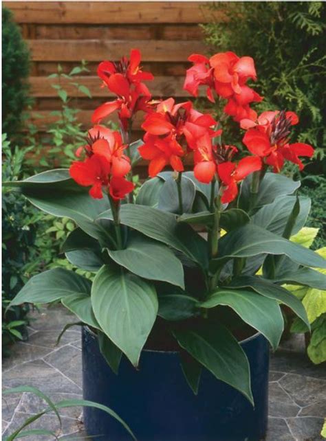 Cannas Give A Kick Of Color And Are Happy Container Grown Container