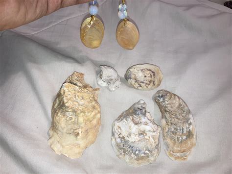 Can Anyone Identify These Shells From The Beach In Virginia Also Are