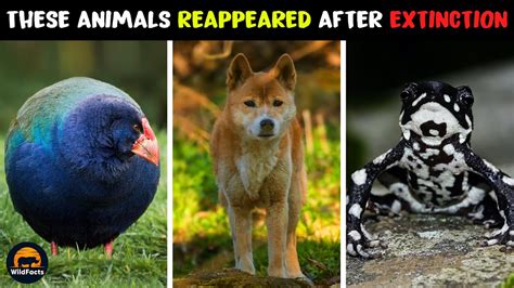 10 Animals That Reappeared After Extinction Youtube