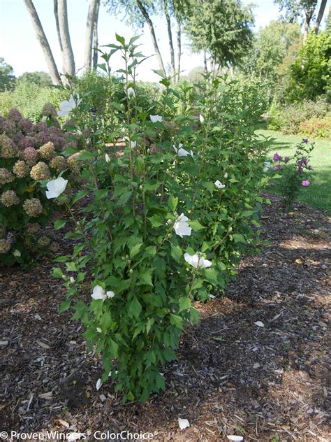 White Pillar Rose Of Sharon Plant Addicts
