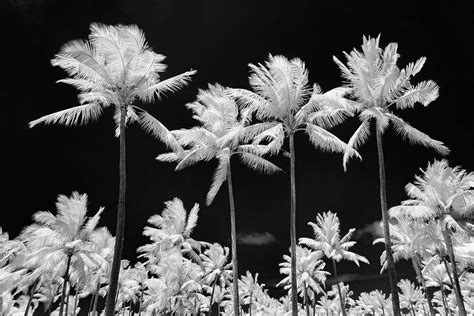 Snow Palms Photograph By Sean Davey Pixels