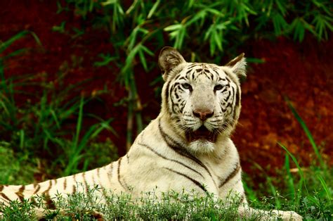 White Tigress An Exceptional Breed Of Tigers Which Are As Flickr